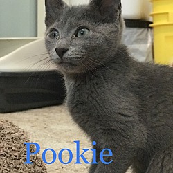 Thumbnail photo of PLAY with ME Pookie #1