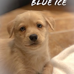 Photo of Blue Ice
