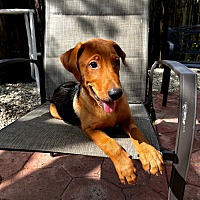 adopt a pet