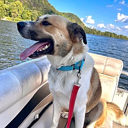 Photo of Buster, adoptable Anatolian Shepherd in Pegram, Tennessee