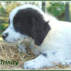 Thumbnail photo of Trinity-Adoption Pending #2