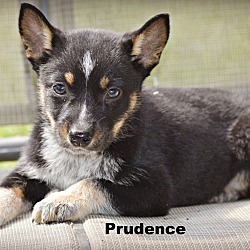 Thumbnail photo of Prudence ~ meet me! #1
