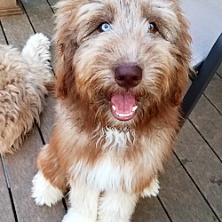 Husky and goldendoodle mix new arrivals