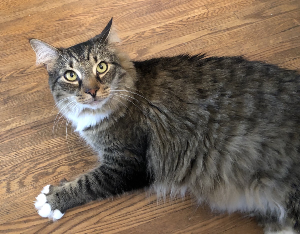 Adopt Bilbo A Brown Tabby Maine Coon / Mixed (long Coat ...