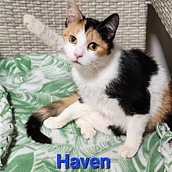Thumbnail photo of Haven #3