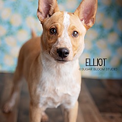 Photo of Elliot