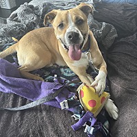 adopt a pet