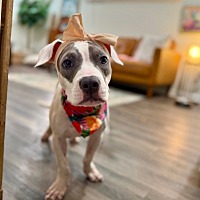 adopt a pet