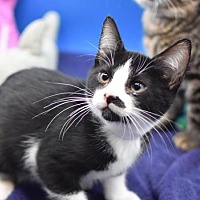 adopt a pet