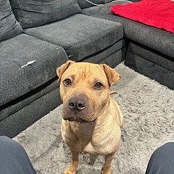 Are Shar Pei Dogs Hypoallergenic: Truths Every Owner Must Know