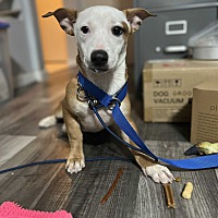 adopt a pet