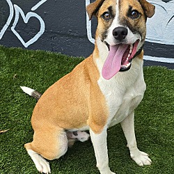 Bay *foster needed*