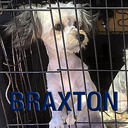 Thumbnail photo of Braxton #1