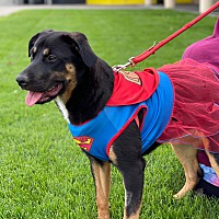 adopt a pet