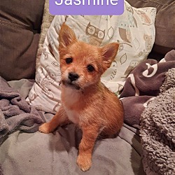 Photo of Jasmine