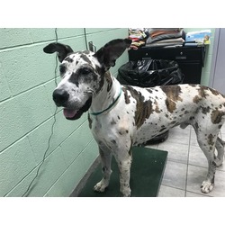 Photo of DILLINGER