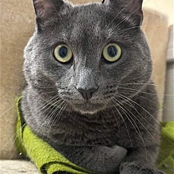 Thumbnail photo of Smokey #3