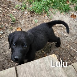 Thumbnail photo of Lulu #4