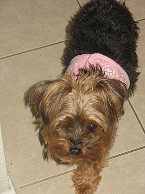 Newton, IA - Yorkie, Yorkshire Terrier. Meet Hanna a Pet for Adoption ...