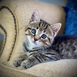 Photo of Lucca- One Confident Kitten!