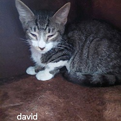 Thumbnail photo of David #1