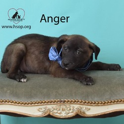 Thumbnail photo of Anger #2