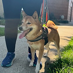 bonded pet photo