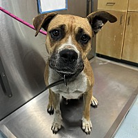 adopt a pet
