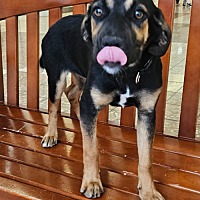 adopt a pet