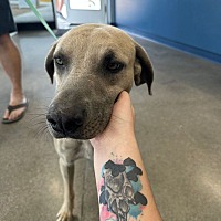 adopt a pet