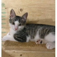adopt-pet