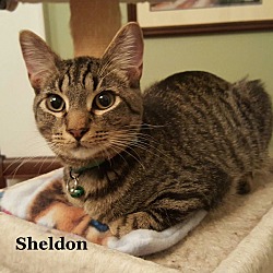 Thumbnail photo of Sheldon #1