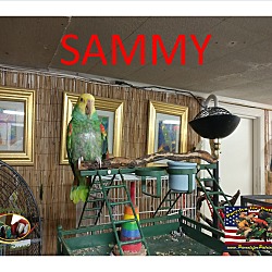 Thumbnail photo of Sammy Double Yellow Headed Ama #1