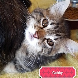 Thumbnail photo of Gabriella (Gabby) #2