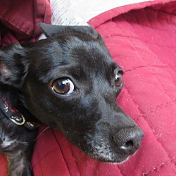 Thumbnail photo of Dolly-Adopted #4