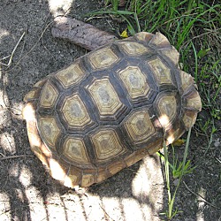 Thumbnail photo of Sulcata Tortoises(5) #4
