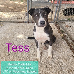 Photo of Tess