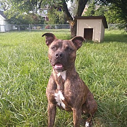 Photo of Ryder
