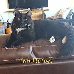 Thumbnail photo of Twinkle Toes-(glenna) #1