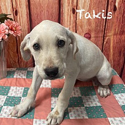 Thumbnail photo of Takis ( Available 5/18/24) #3