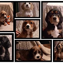 Thumbnail photo of Beagle Terrier mixes #1