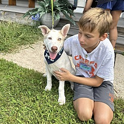 Thumbnail photo of HADLEY   19 POUND PUPPY  FALL IN LOVE SPECIAL $185  FOSTERED IN NEW JERSEY #3