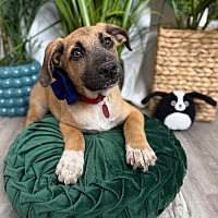 adopt a pet
