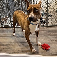 adopt-pet