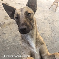adopt a pet