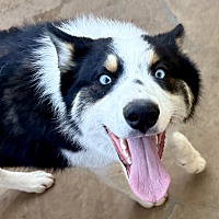 adopt a pet
