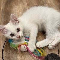 adopt a pet