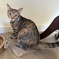 adopt-pet