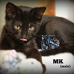 Thumbnail photo of MK #1