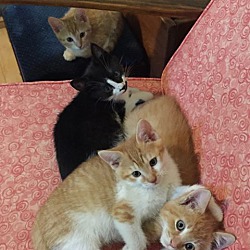 Photo of kittens